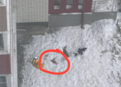 Труп 18-летнего парня обнаружили под окнами многоэтажного дома в Воронеже