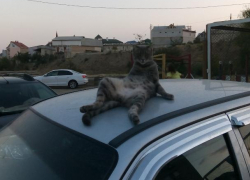 Крымского кота-эксгибициониста сняли кайфующим на воронежском авто