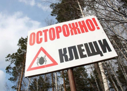 В Воронеже клещи атакуют горожан