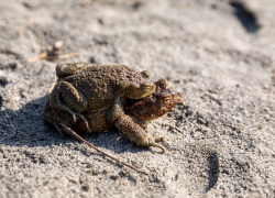 Любовные забавы серых жаб сфотографировали в Воронежском заповеднике