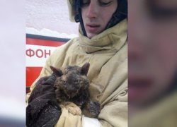 Воронежские пожарные спасли обожженную после взрыва в бане кошку