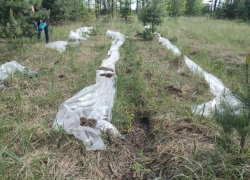 За запрещенное садоводство воронежцу грозит до 2 лет тюрьмы