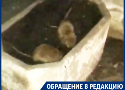 Нашествие жирных крыс угрожает детям в центре Воронежа