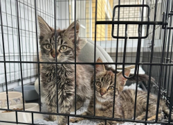 Брошенных на кладбище котят спасли в Воронеже