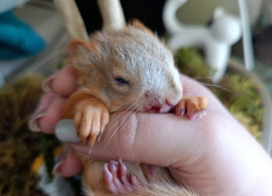 Двух раненных бельчат отбили у вороны в воронежском парке Оптимистов