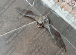 Неожиданного питомца нашли в воронежском Шилово