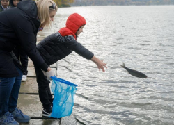 Нововоронежская АЭС выпустила в пруд-охладитель 6 тонн молоди толстолобика