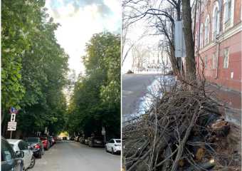 Обрезанная каштановая аллея на Комиссаржевской – было/стало