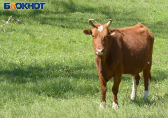 Воронежские аграрии получили больше молока при меньшем количестве коров 