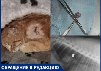 Жуткая история со стрельбой по котам произошла в Богучарском районе 