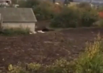 Убийство медведя, растерзавшего мужчину под Воронежем, сняли на видео