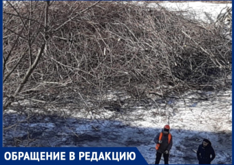 Горожане сообщили о массовом уничтожении деревьев в центре Воронежа