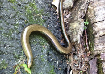 В парке «Олимпик» воронежец запечатлел скопление желтопузых змей