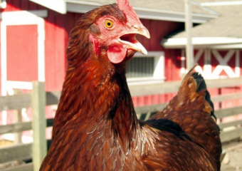 Фабрика «Птицепром Бобровский» окончательно закрылась в Воронежской области