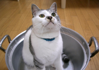 Стало известно, в каких домах Воронежа не будет горячей воды на предстоящей неделе