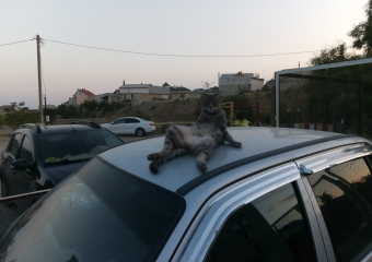 Вальяжного кота с вываленным хозяйством назвали четким воронежцем