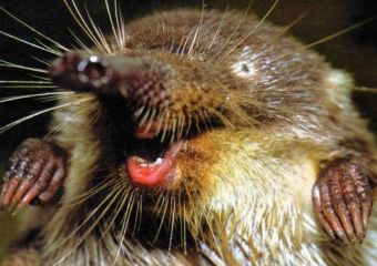 84 года назад русскую выхухоль поставили под охрану в Воронежской области