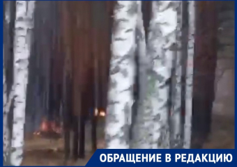 Массовые поджоги леса записали на видео в воронежской Отрожке