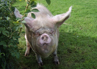 В Воронежской области стало меньше бешеных животных в 1,8 раз