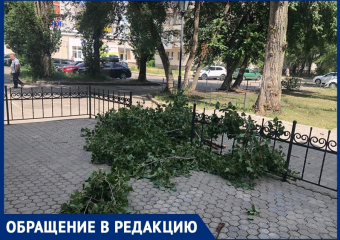 «Под ними гуляют дети»: стало известно об опасных деревьях на левом берегу Воронежа
