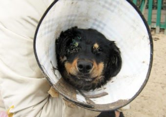 В Воронеже спасенному щенку Дружку ищут семью 