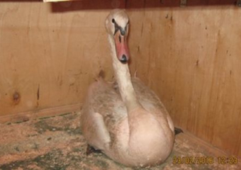 В Воронежской области на трассе остановили автобус, перевозивший лебедей без документов