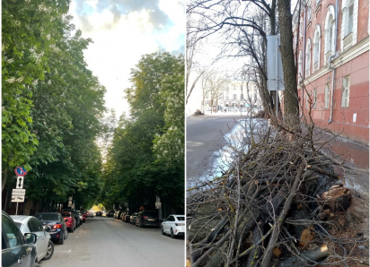 Обрезанная каштановая аллея на Комиссаржевской – было/стало