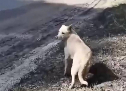 Душещипательная история со счастливым концом случилась в Воронеже