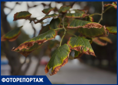 Умирают на глазах: каштановый коридор засыхает в центре Воронежа