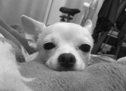 «Везла тело собаки в коробке из-под новогодних игрушек»: чихуахуа умерла после операции к которой не было показаний в Воронеже