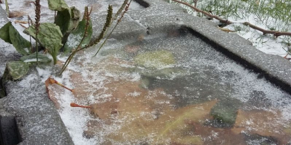 В оранжевой погодной зоне из-за будущих заморозков оказалась Воронежская область 