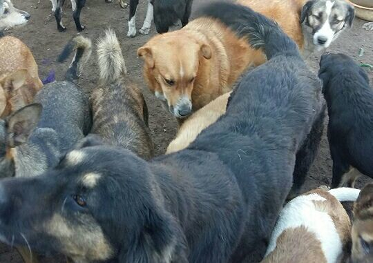 В Воронеже отстреляют бродячих собак