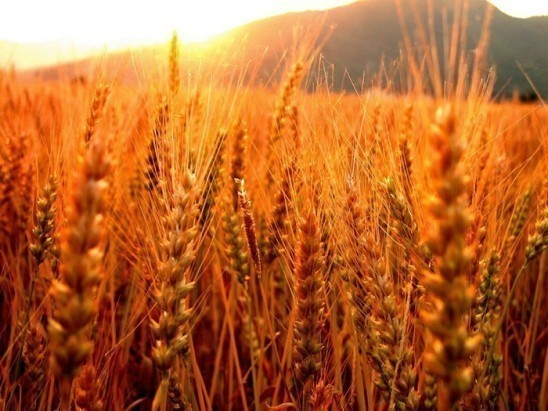 Воронежские аграрии собрали 1,5 миллиона тонн зерна