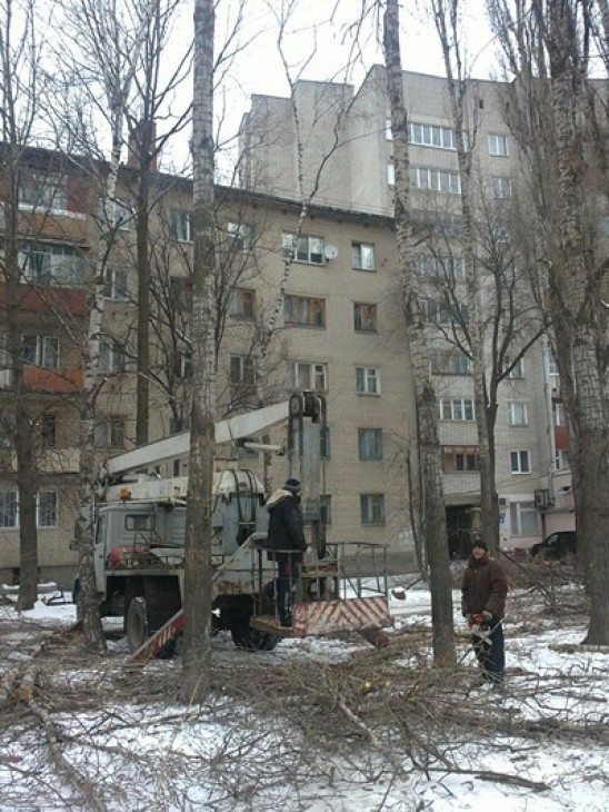 В Воронеже вырубят 114 деревьев