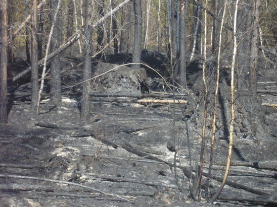 Начались работы по восстановлению лесов вокруг Масловки