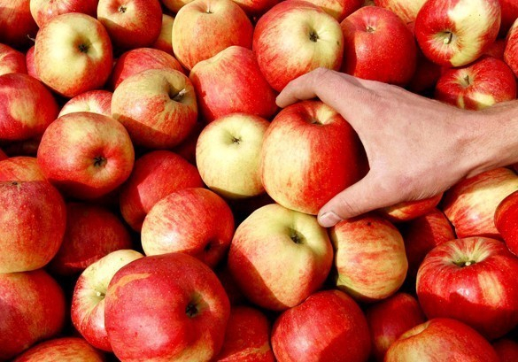 В Воронежской области в очередной раз украли яблоки на сотни килограммов