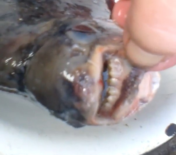 Рыбу с «человеческими» зубами выловили в Воронежской области и показали на видео
