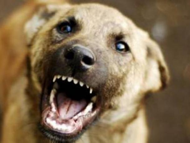 Жительница Воронежа заплатит за нападение ее собаки на подростка