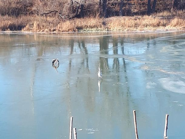 Одинокий лебедь замерзает на реке в Воронежской области