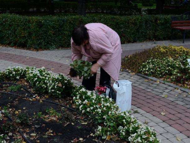 Воронежцев возмутила кража цветов с клумб в Кольцовском сквере
