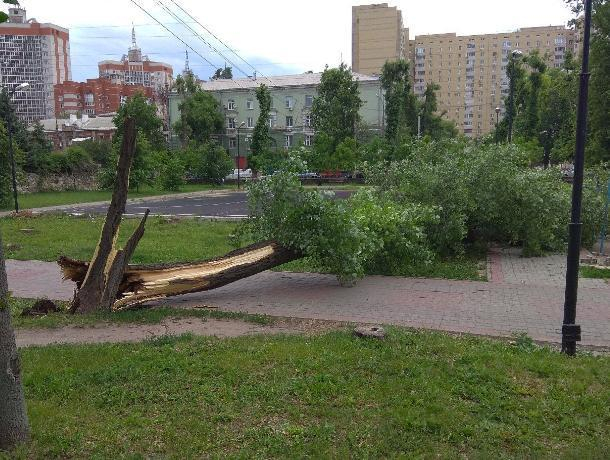 Огромное дерево рухнуло на детскую площадку в центре Воронежа