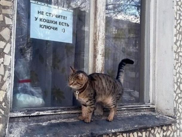 Воронежцы выдали ключи от квартиры «кошке с Машмета»