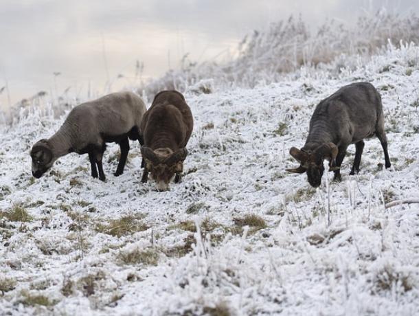 Голодный вор разделал барана прямо на ферме Воронежской области