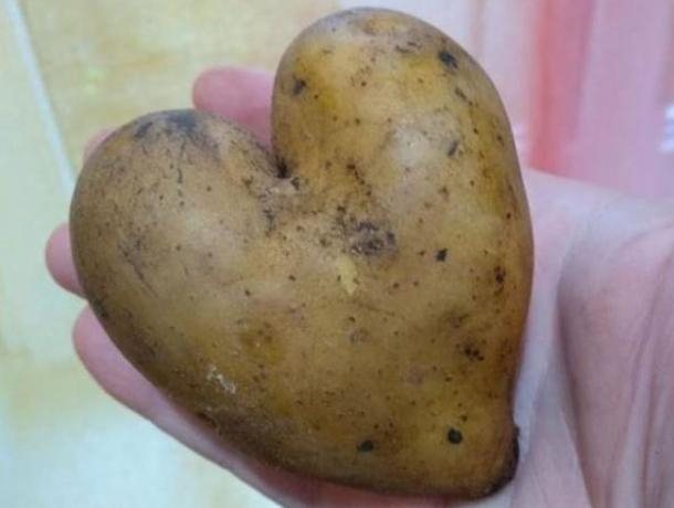 Картошку любви показали на фото в Воронеже