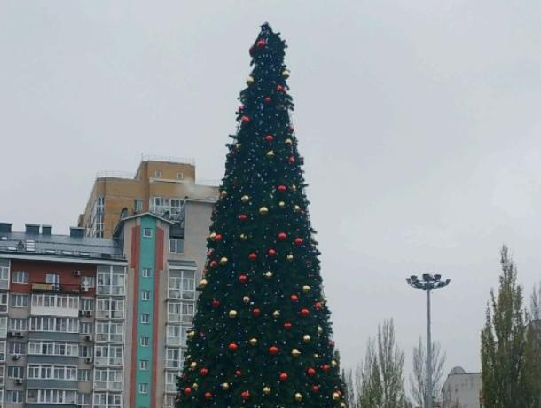 Первую новогоднюю елку установили в Воронеже