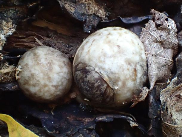 Необычный гриб-яйцо нашли в Воронежском заповеднике