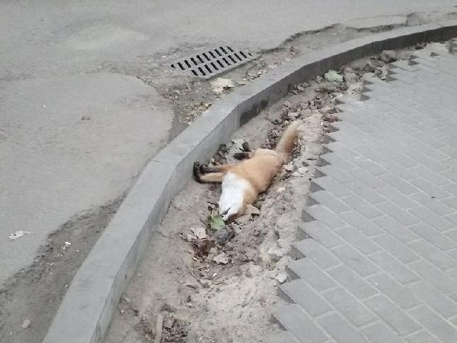 Мертвую лису обнаружили в самом центре Воронежа