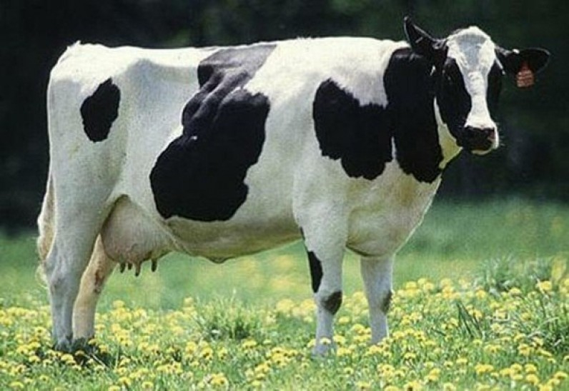 В Россошанский район привезли 557 венгерских коров