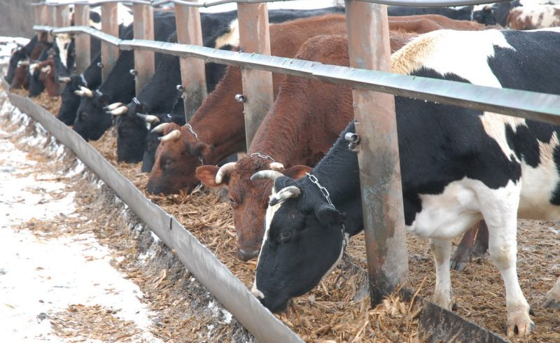 Производство БАДов для коров за 300 млн рублей организуют в Воронежской области