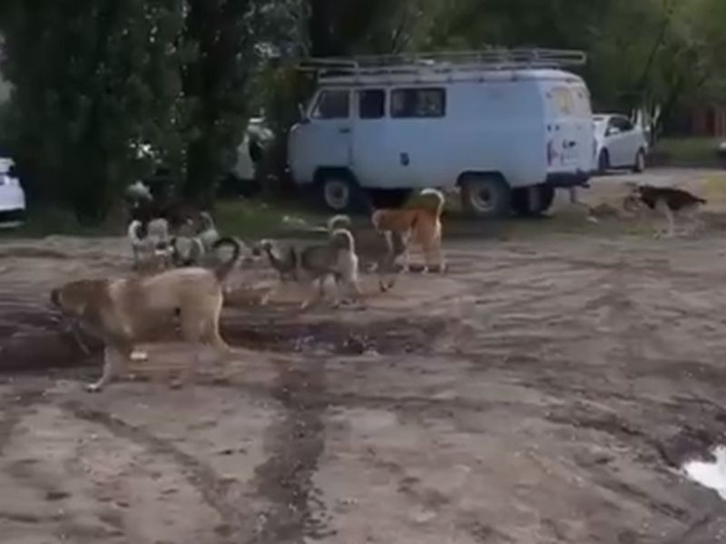 Царство агрессивных собак записали на видео в Северном микрорайоне Воронежа